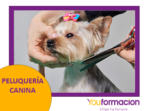 ENCABEZADO PELUQUE CANINA.jpg