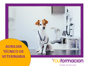 Encabezado aux técnico de veterinaria