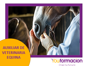 Encabezado vet equina