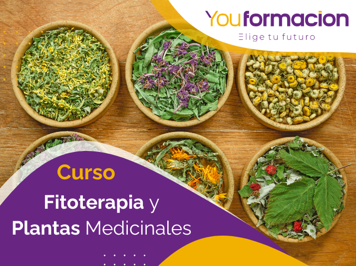 Fitoterapia y Plantas Medicinales: Medicina Natural Aplicada